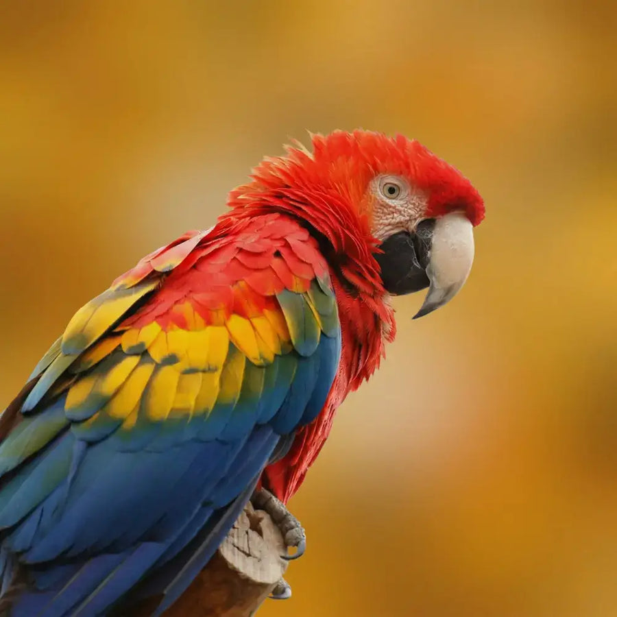 Birds
