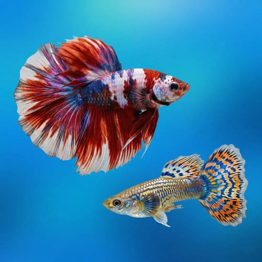 Fish & Aquariums