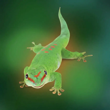 Close-up of a vibrant green gecko with red markings against a blurred green background.
