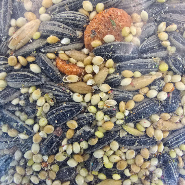 Close-up of Daro Cockatiel Mix Seed blend featuring various seeds and supplements for cockatiels.