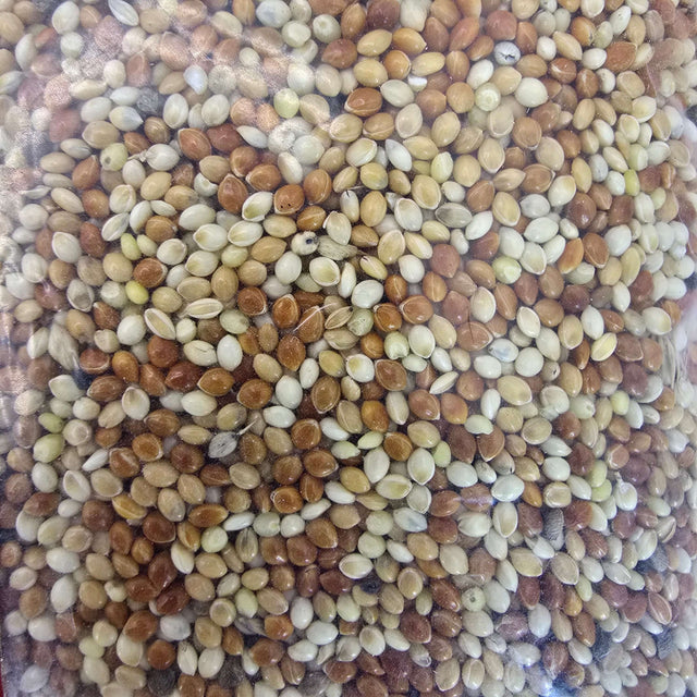 Daro Mixed Bird Seed featuring a colorful blend of various grains and seeds for healthy bird nutrition.