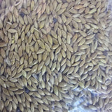 Daro Plain Canary Seed close-up, high-quality seeds for canaries, promoting vibrant plumage and health.