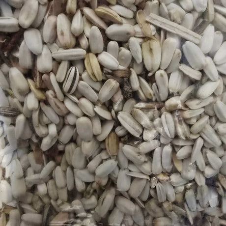 Close-up of Daro White Sunflower Seeds, premium bird feed for Lovebirds and Parrots.