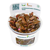 Dennerle Plants Alternanthera Reineckii Mini In-Vitro