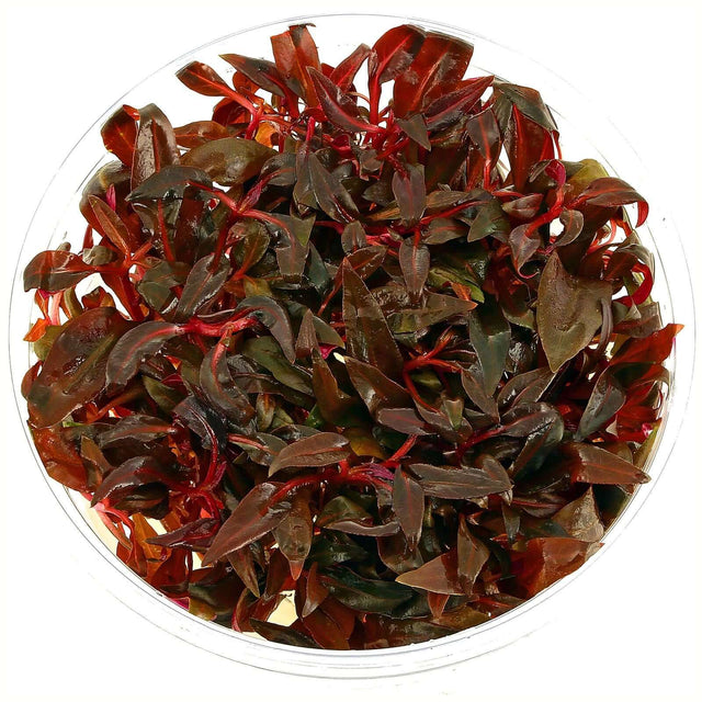Dennerle Alternanthera Reineckii Mini In-Vitro aquatic plants in a transparent container, ideal for nano aquariums.