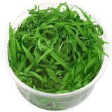 Dennerle Helanthium Bolivianum Quadricostatus In-Vitro plant in clear container, showcasing vibrant green foliage.