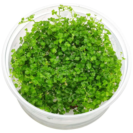 Dennerle Plants Hydrocotyle Tripartita Mini In-Vitro in a clear container, perfect for aquascaping.
