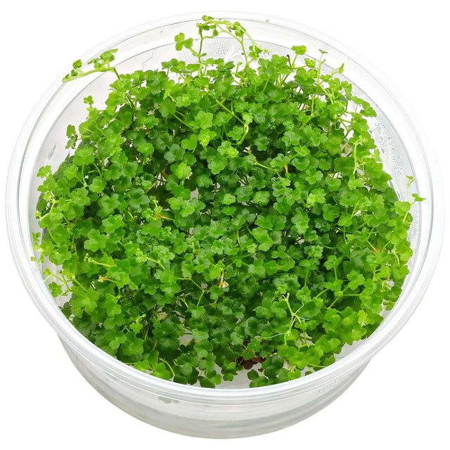 Dennerle Plants Hydrocotyle Tripartita Mini In-Vitro in a clear container, perfect for aquascaping.