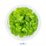 Dennerle Plants Nymphoides hydrophylla 'Taiwan' in vitro with lush green leaves, ideal for aquariums.