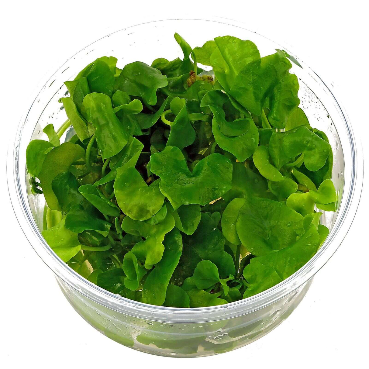 Dennerle Nymphoides Spec Taiwan In-Vitro aquarium plant with vibrant green, wavy-edged leaves in clear cup.