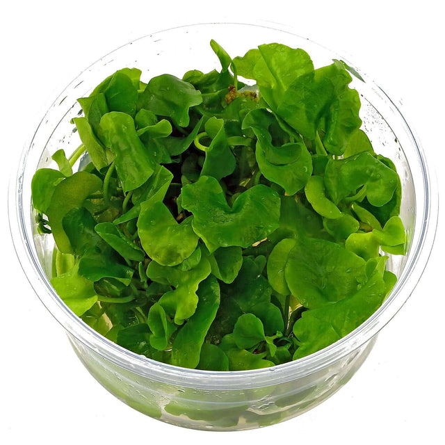 Dennerle Nymphoides Spec Taiwan In-Vitro aquarium plant with vibrant green, wavy-edged leaves in clear cup.