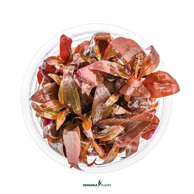 Top view of Dennerle Plants Alternanthera Reineckii Mini In-Vitro, vibrant red and green aquatic foreground plant for aquariums.