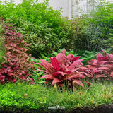 Vibrant Alternanthera Reineckii Mini foreground plant in a lush aquarium setting, showcasing rich colors and healthy growth.