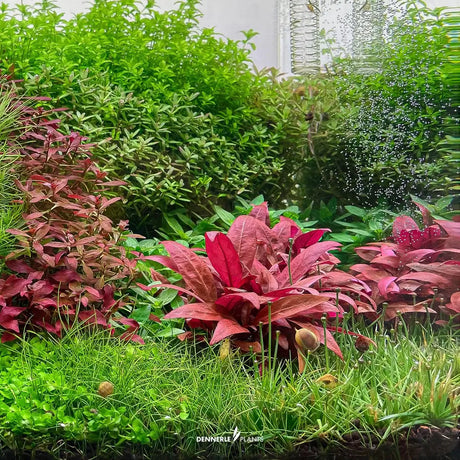 Vibrant Alternanthera Reineckii Mini foreground plant in a lush aquarium setting, showcasing rich colors and healthy growth.