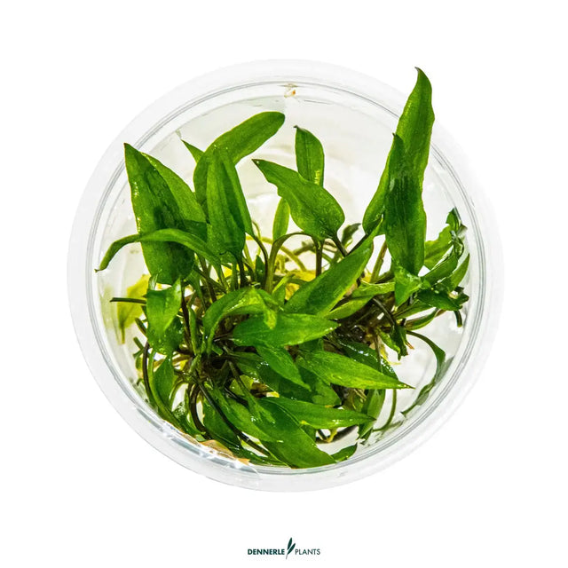 Dennerle Cryptocoryne Wendtii Broad Leaf In-Vitro plant in clear container, featuring lush green, wavy leaves for aquascapes.