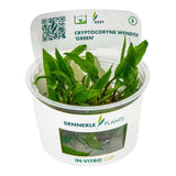Dennerle Plants Cryptocoryne Wendtii Broad Leaf In-Vitro