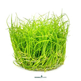 Dennerle Plants Eleocharis Pusilla In-Vitro, a lush green aquatic plant for aquariums, known for its delicate spikerush appearance.
