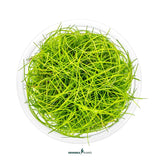 Dennerle Plants Eleocharis Pusilla In-Vitro, a lush green aquatic plant ideal for aquascaping.
