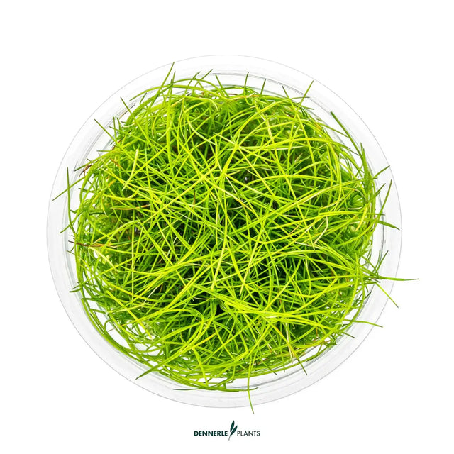 Dennerle Plants Eleocharis Pusilla In-Vitro, a lush green aquatic plant ideal for aquascaping.