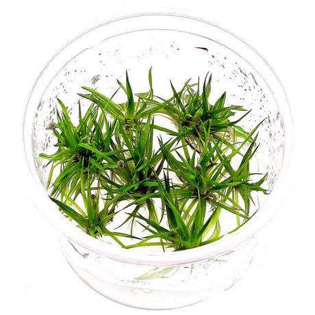Dennerle Plants Eriocaulon Cinereum In-Vitro in clear container showcasing hedgehog-shaped aquatic plants.