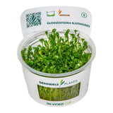 Dennerle Plants Glossostigma Elatinoides In-Vitro cup with lush green aquatic carpeting plant.