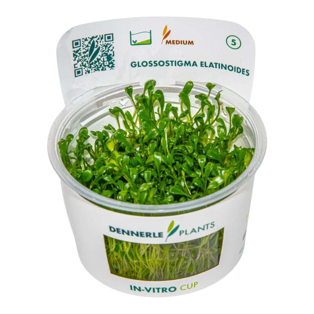 Dennerle Plants Glossostigma Elatinoides In-Vitro cup with lush green aquatic carpeting plant.