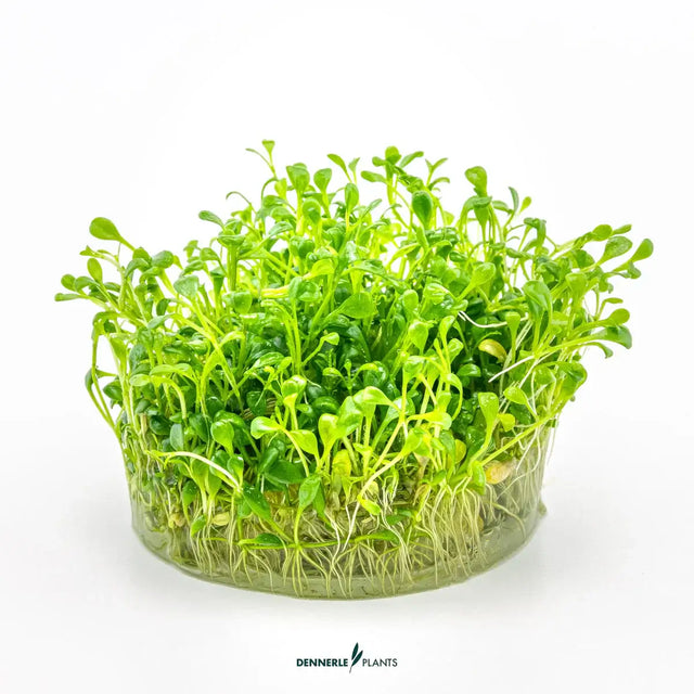 Dennerle Plants Glossostigma Elatinoides in vitro, a lush green carpeting plant for aquascapes.
