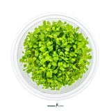 Dennerle Plants Glossostigma Elatinoides in vitro, vibrant green aquatic carpeting plant for aquascaping.