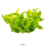 Dennerle Helanthium Bolivianum Quadricostatus In-Vitro bright green aquatic plant for aquarium landscaping.
