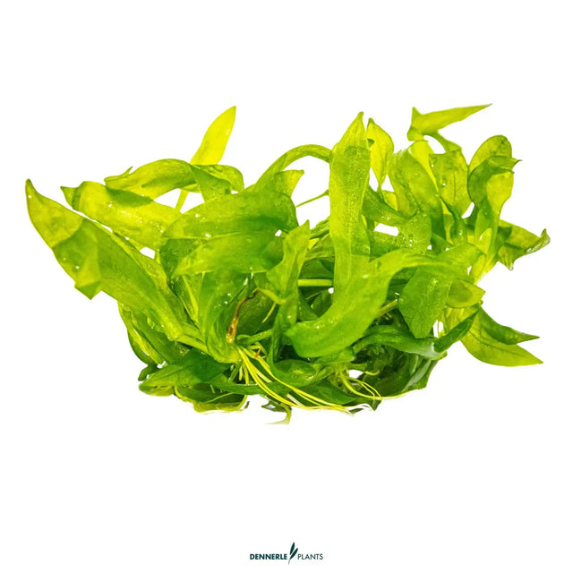 Dennerle Helanthium Bolivianum Quadricostatus In-Vitro bright green aquatic plant for aquarium landscaping.