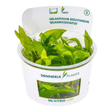 Dennerle Plants Helanthium Bolivianum Quadricostatus In-Vitro