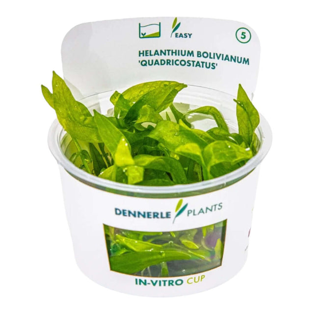Dennerle Helanthium Bolivianum Quadricostatus In-Vitro plant in a cup, showcasing bright green leaves.