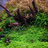 Lush aquascape featuring Hemianthus callitrichoides Cuba, vibrant plants, and natural driftwood in a planted aquarium.