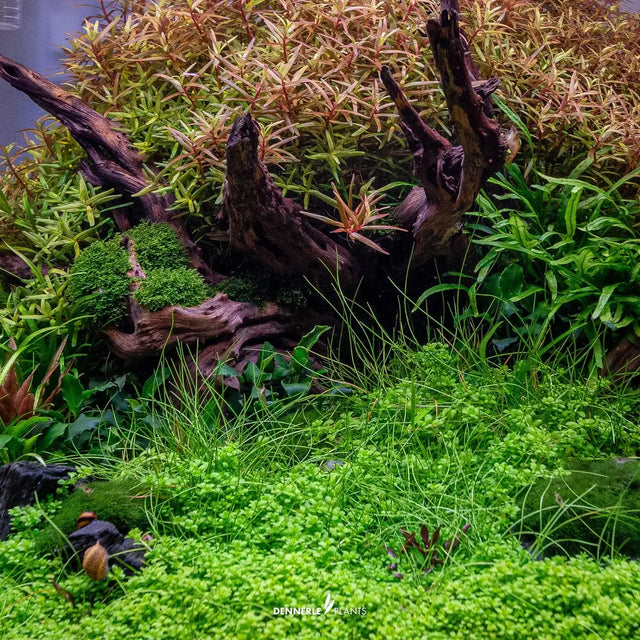 Lush aquascape featuring Hemianthus callitrichoides Cuba, vibrant plants, and natural driftwood in a planted aquarium.