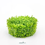 Dennerle Plants Hemianthus Callitrichoides Cuba In-Vitro vibrant green carpet plant for aquascaping.