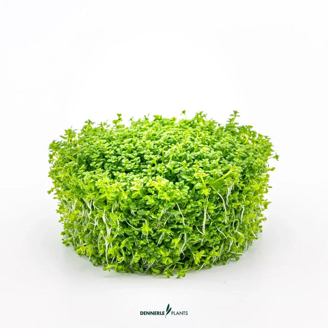 Dennerle Plants Hemianthus Callitrichoides Cuba In-Vitro vibrant green carpet plant for aquascaping.