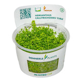 Dennerle Plants Hemianthus Callitrichoides Cuba In-Vitro