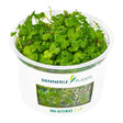 Dennerle Hydrocotyle Tripartita Mini in vitro cup, vibrant green creeping aquarium plant for aquascapes.