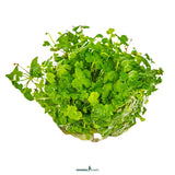 Dennerle Plants Hydrocotyle Tripartita Mini In-Vitro featuring lush green clover-like leaves in a compact arrangement.