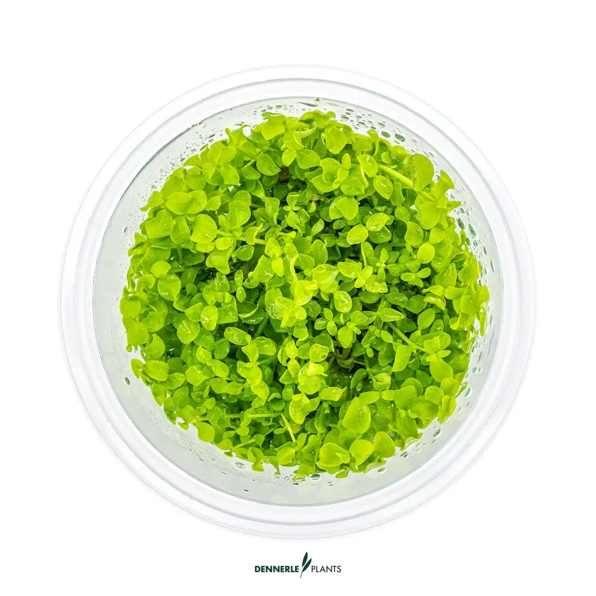 Dennerle Micranthemum Tweedie In-Vitro, vibrant green foreground aquarium plant in clear container.