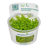 Dennerle Plants Micranthemum Tweedie In-Vitro