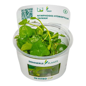 Dennerle Nymphoides hydrophylla 'Taiwan' aquarium plant in in-vitro cup with green, round leaves