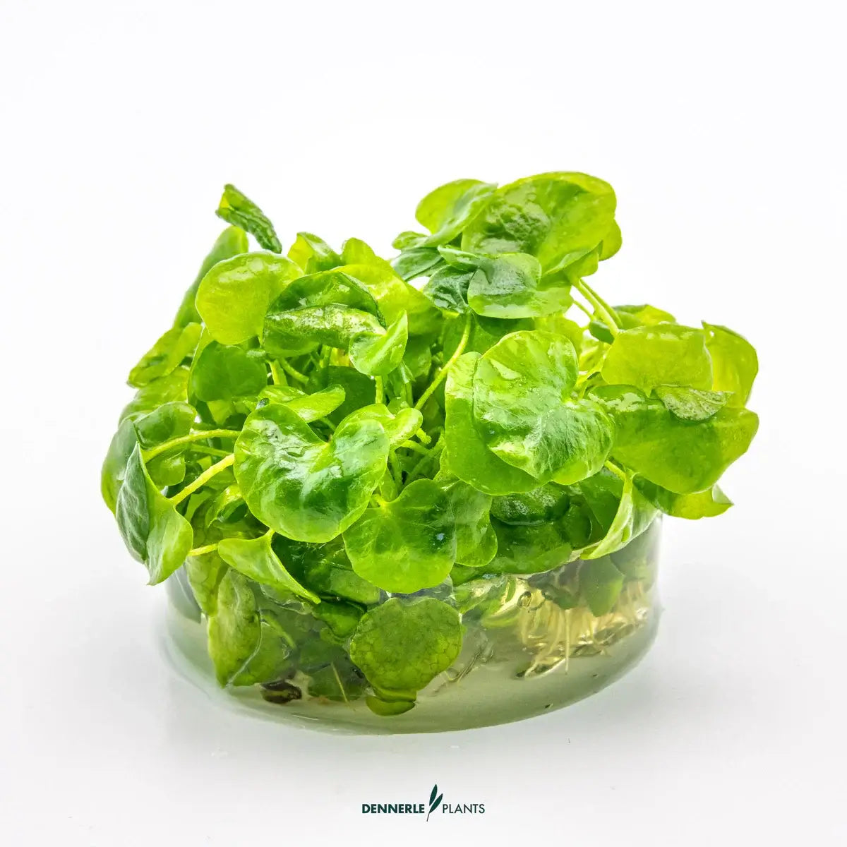 Dennerle Nymphoides Spec Taiwan In-Vitro aquarium plant with round, wavy-edged green leaves in a clear container.