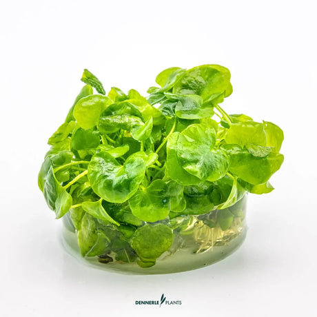 Dennerle Nymphoides Spec Taiwan In-Vitro aquarium plant with round, wavy-edged green leaves in a clear container.