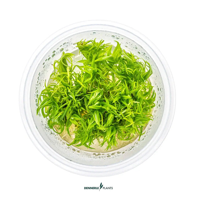 Dennerle Plants Pogostemon Deccanensis In-Vitro delicate light green stem plant for aquascaping in a clear container.