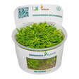 Dennerle Plants Pogostemon Deccanensis In-Vitro in a clear cup, featuring delicate light green stems.