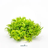 Dennerle Plants Pogostemon Deccanensis In-Vitro, delicate light green stem plant for aquascaping.