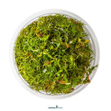 Dennerle Plants Proserpinaca Palustris In-Vitro in a clear container showcasing vibrant green leaves.