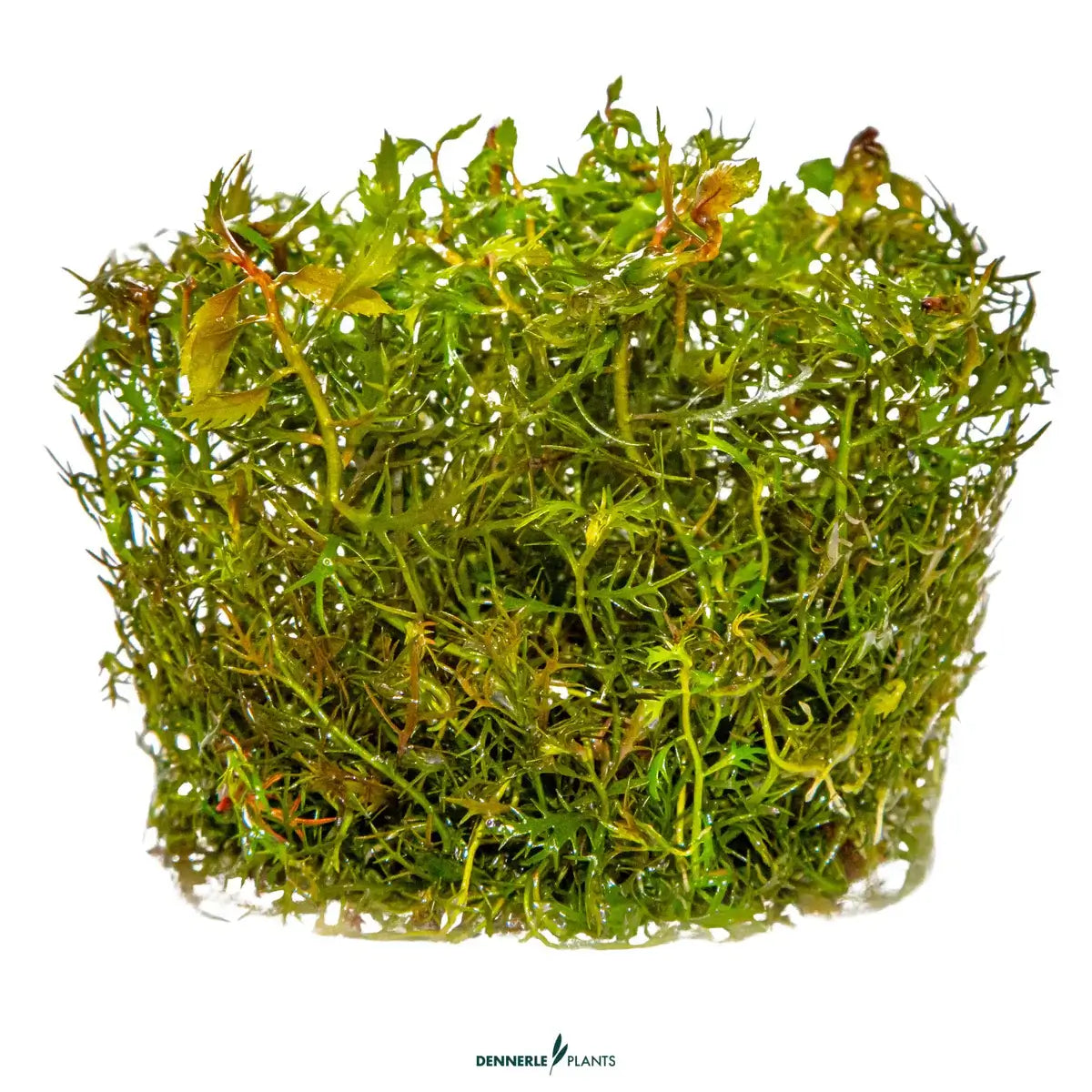 Dennerle Plants Proserpinaca Palustris In-Vitro stem plant with green leaves, ideal for aquariums and Nano Cubes.