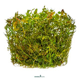 Dennerle Plants Proserpinaca Palustris In-Vitro stem plant with green leaves, ideal for aquariums and Nano Cubes.